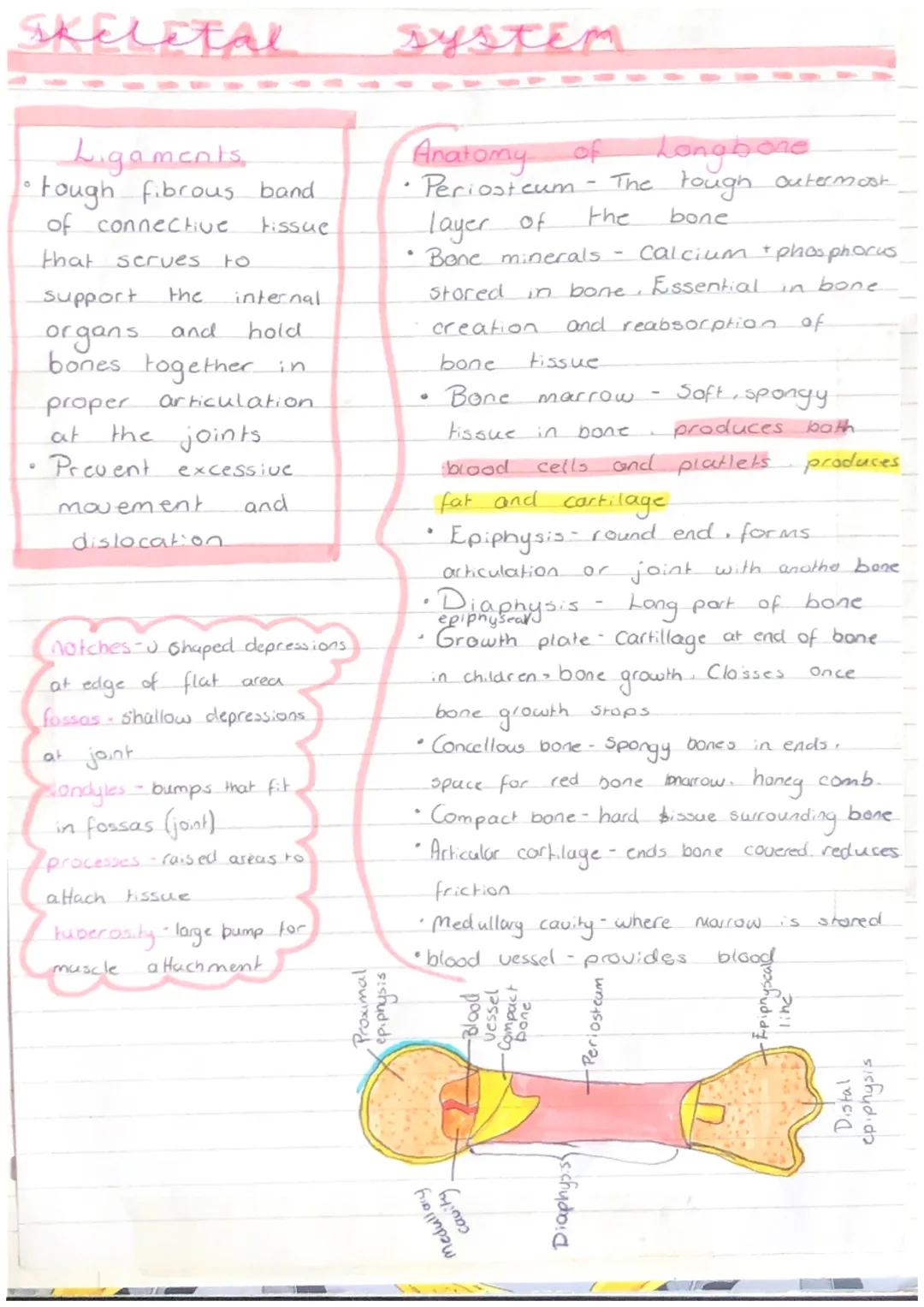 skeletal
.....
Γ
206 Bones
appendicular-126-movement
axial-80, protection
Jants
T
Fibrous - no movement, strong,
fiberous tissue (glue), ear