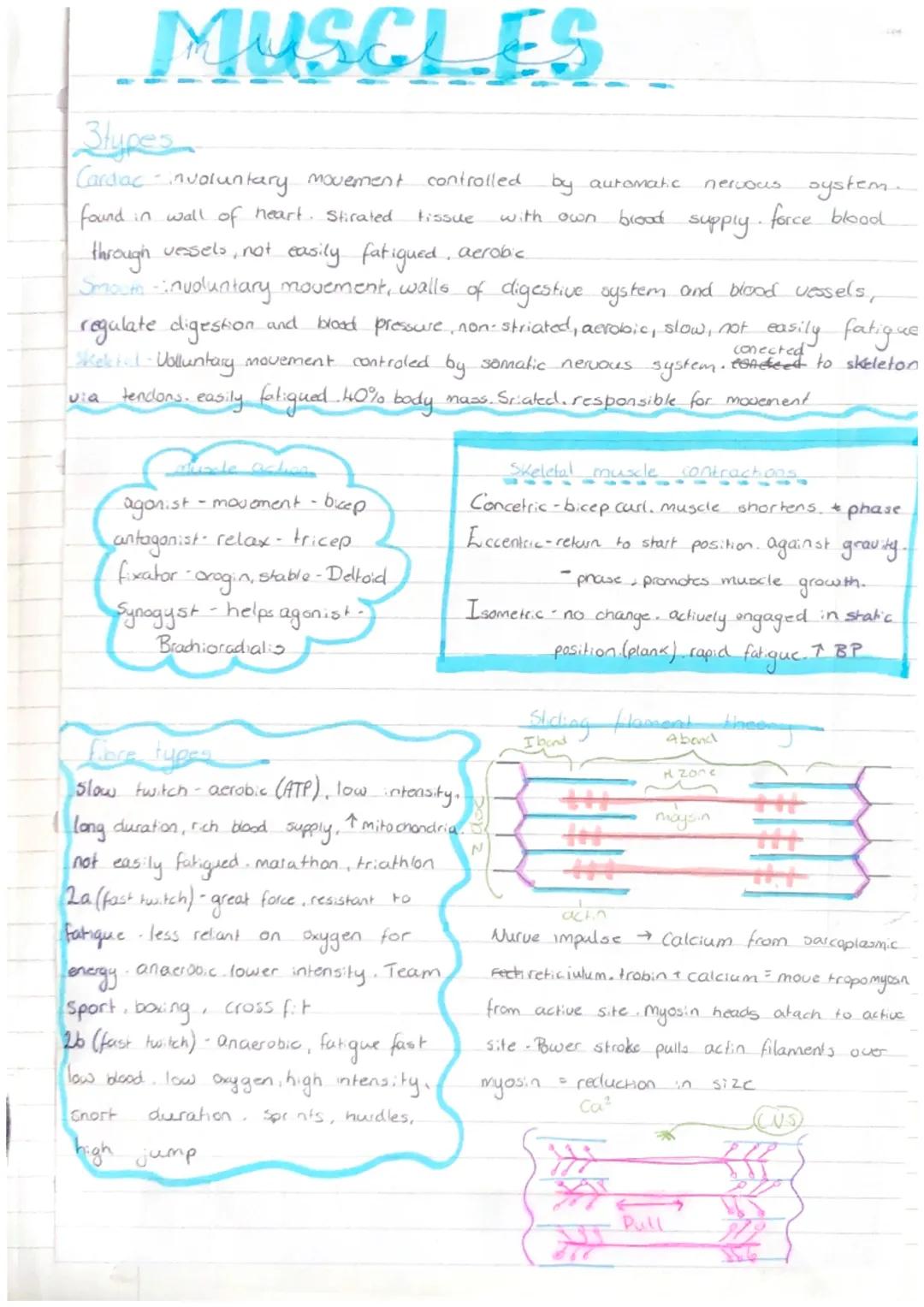 skeletal
.....
Γ
206 Bones
appendicular-126-movement
axial-80, protection
Jants
T
Fibrous - no movement, strong,
fiberous tissue (glue), ear