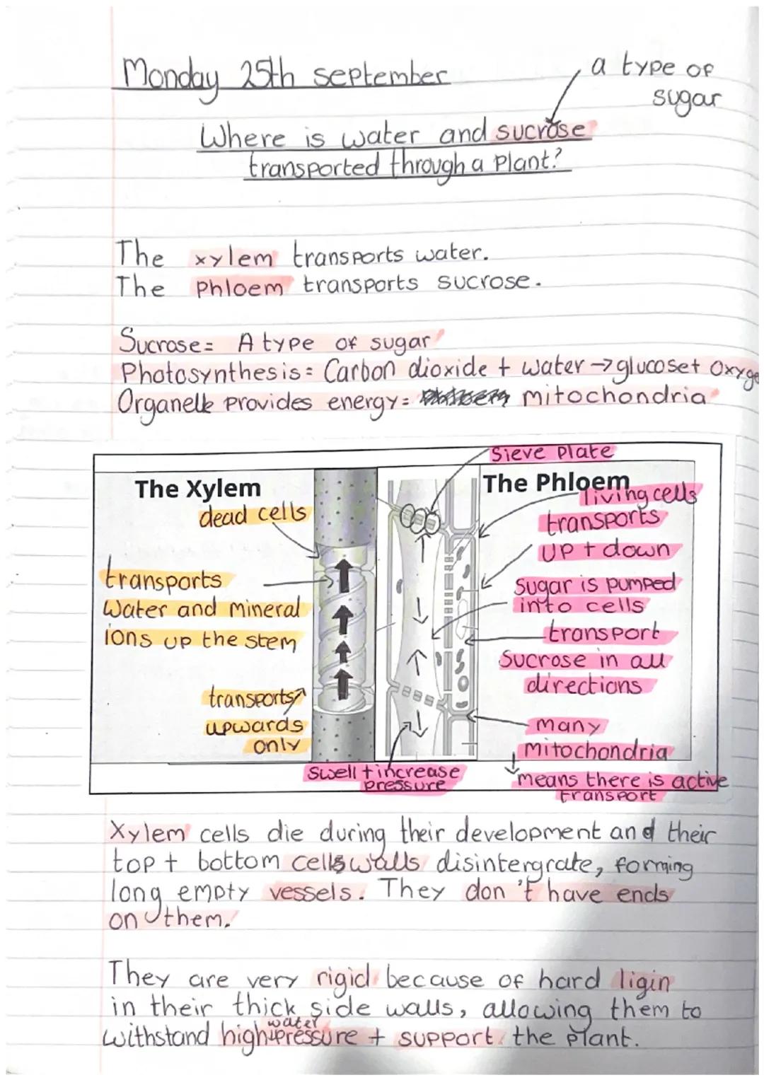 Xylem and phloem
