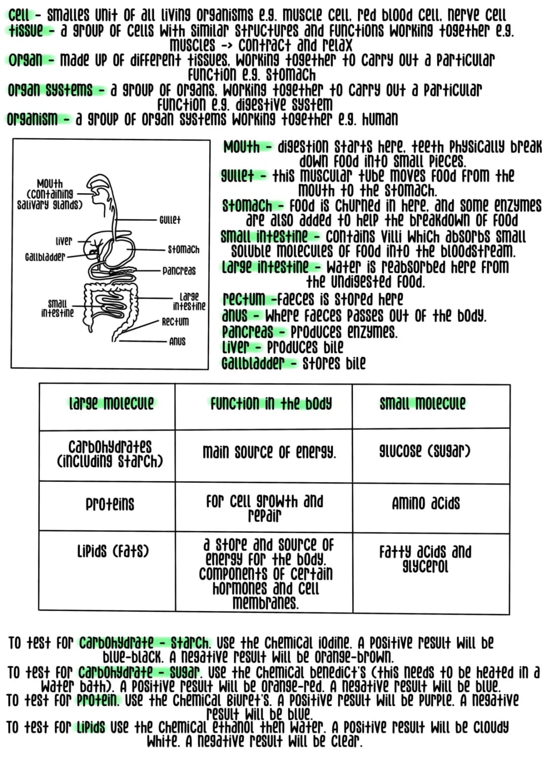 AQA GCSE Biology B3 Revision Notes - Free PDF Download!