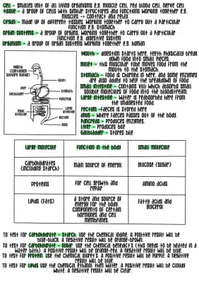 Know Biology B3 - organisation and the digestive system  thumbnail