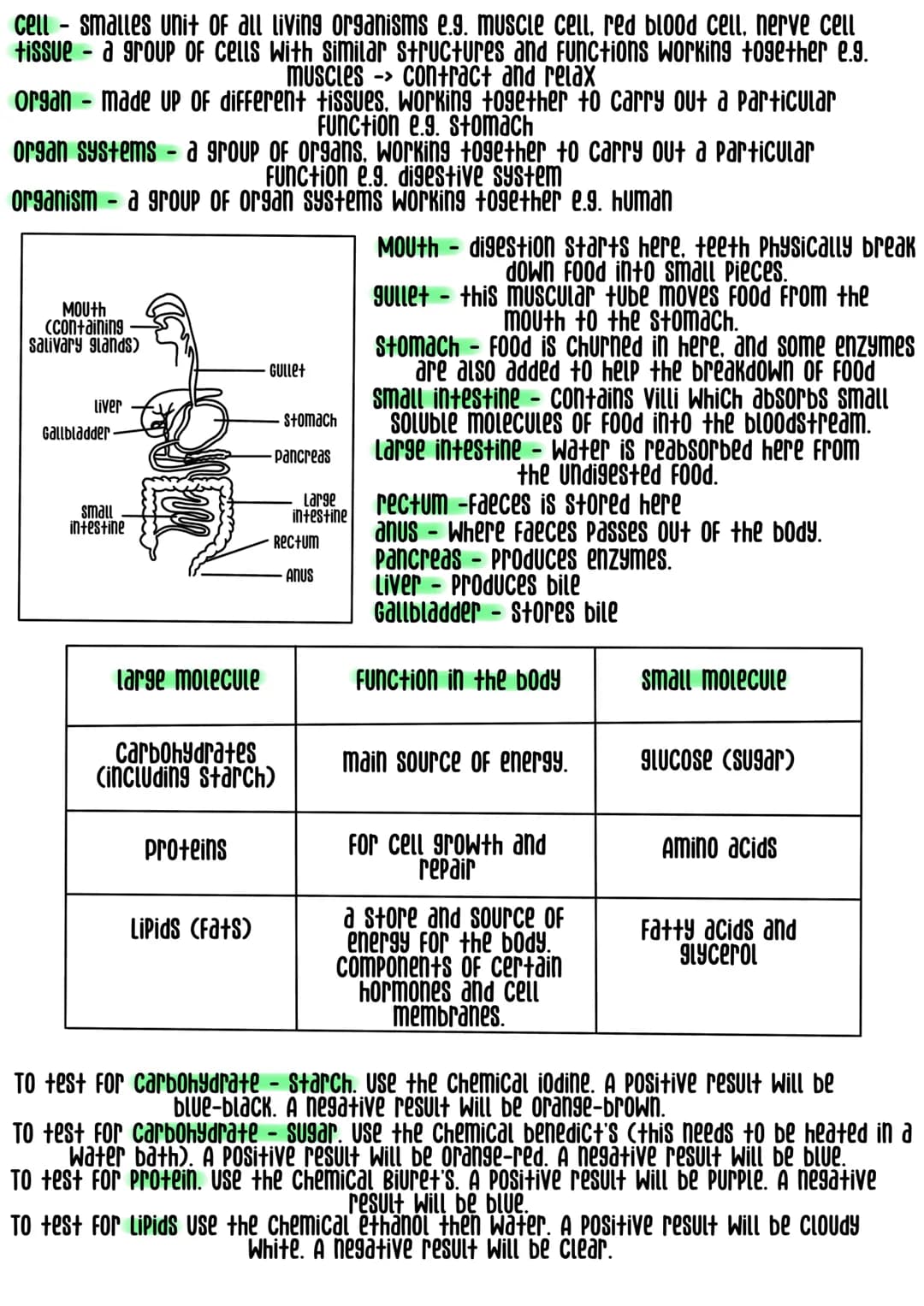 
<h2 id="levelsoforganizationbiology">Levels of Organization Biology</h2>
<p>Cells are the smallest unit of all living organisms, for exampl
