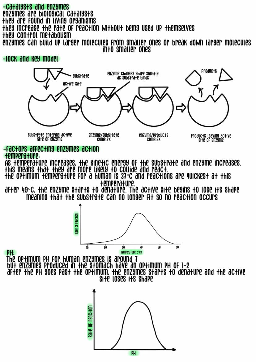 
<h2 id="levelsoforganizationbiology">Levels of Organization Biology</h2>
<p>Cells are the smallest unit of all living organisms, for exampl