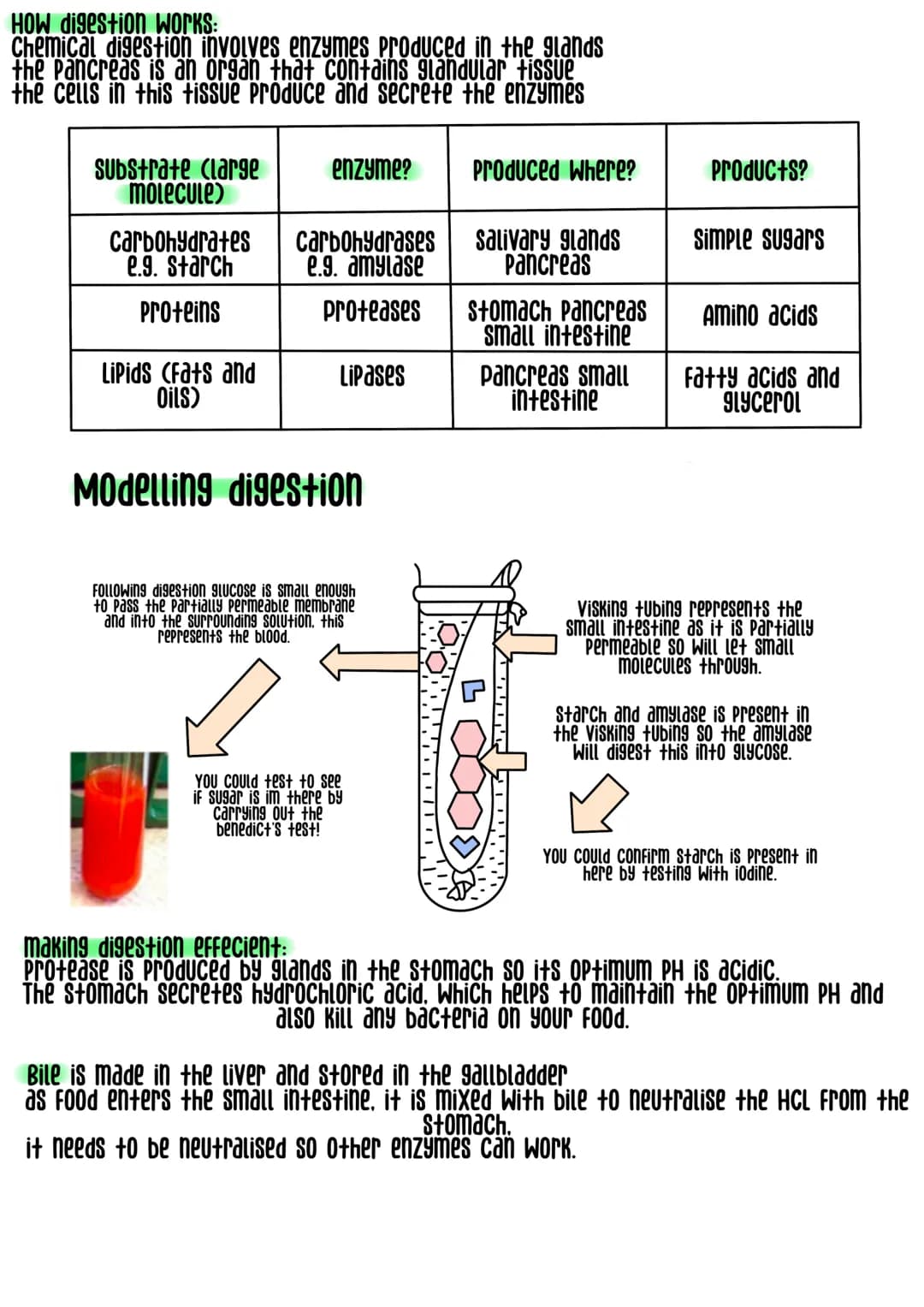 
<h2 id="levelsoforganizationbiology">Levels of Organization Biology</h2>
<p>Cells are the smallest unit of all living organisms, for exampl