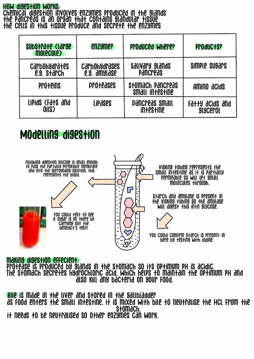 
<h2 id="levelsoforganizationbiology">Levels of Organization Biology</h2>
<p>Cells are the smallest unit of all living organisms, for exampl
