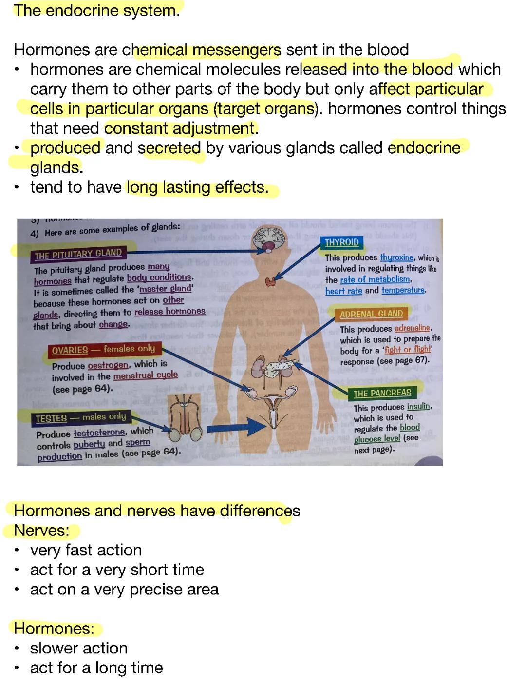 the endocrine system