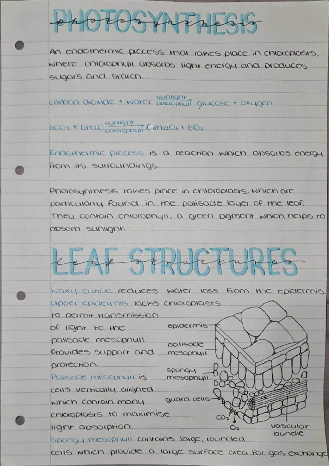 ## PHOTOSYNTHESIS

An endothermic process that takes place in chloroplasts, where chlorophyll absorbs light energy and produces sugars and s