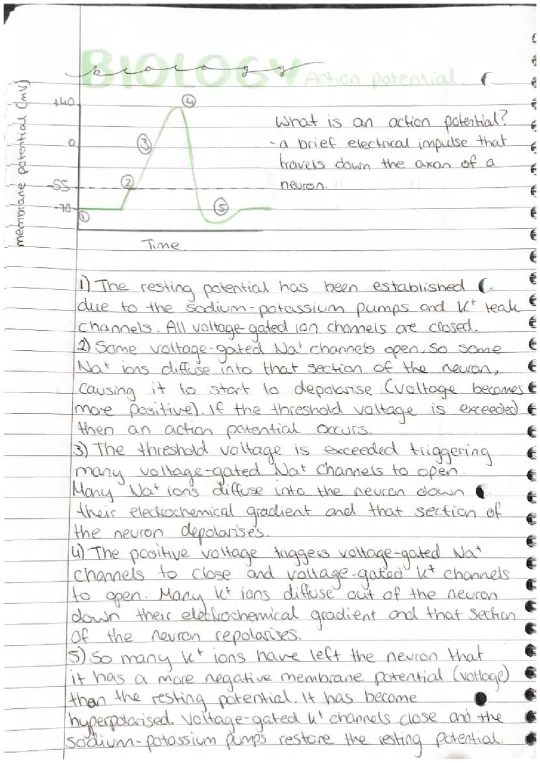 What is an Action Potential in a Neuron? Steps, Phases, and The All-or-Nothing Principle Explained