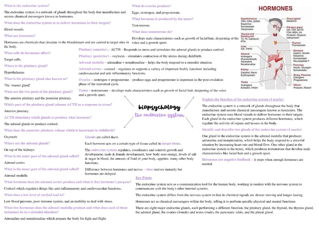 Biopsychology and Endocrine Mind Maps for A Level Psychology AQA PDF Free