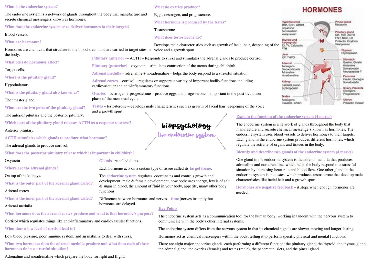 What is the endocrine system?
What do ovaries produce?
Eggs, oestrogen, and progesterone.
The endocrine system is a network of glands throug