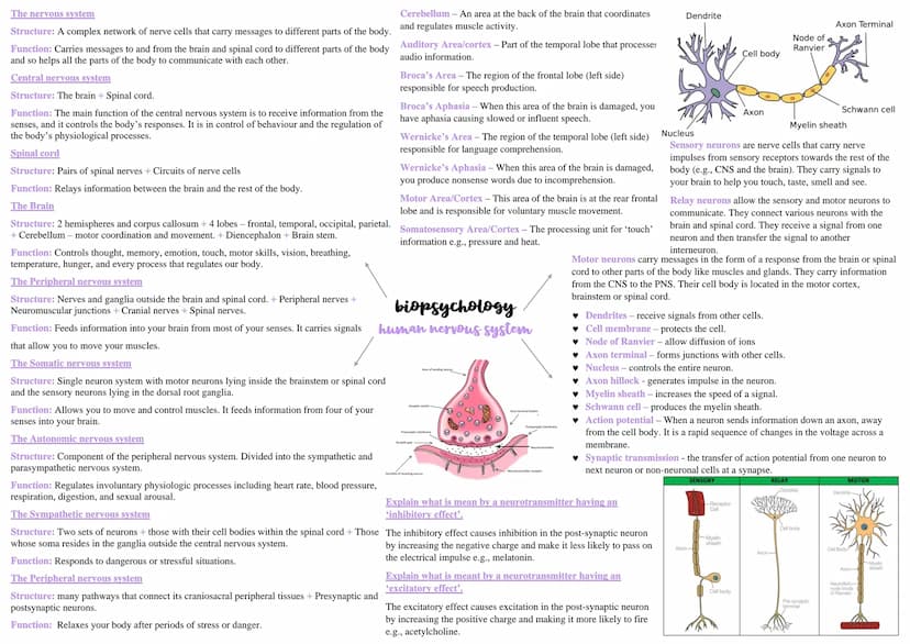 What is the endocrine system?
What do ovaries produce?
Eggs, oestrogen, and progesterone.
The endocrine system is a network of glands throug