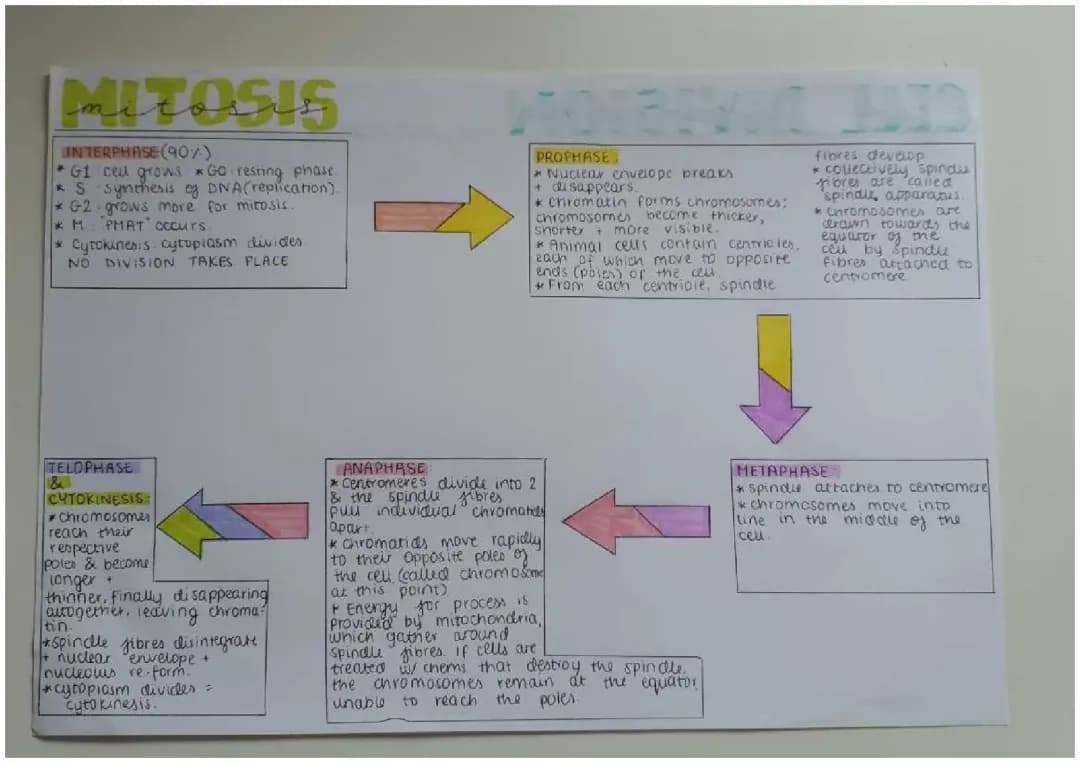 Stages of Mitosis for AQA A Level & GCSE Biology: Easy Guide