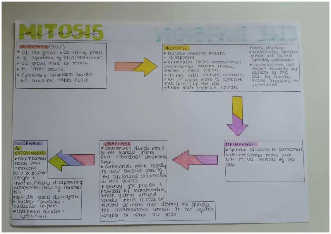 Stages of Mitosis for AQA A Level & GCSE Biology: Easy Guide