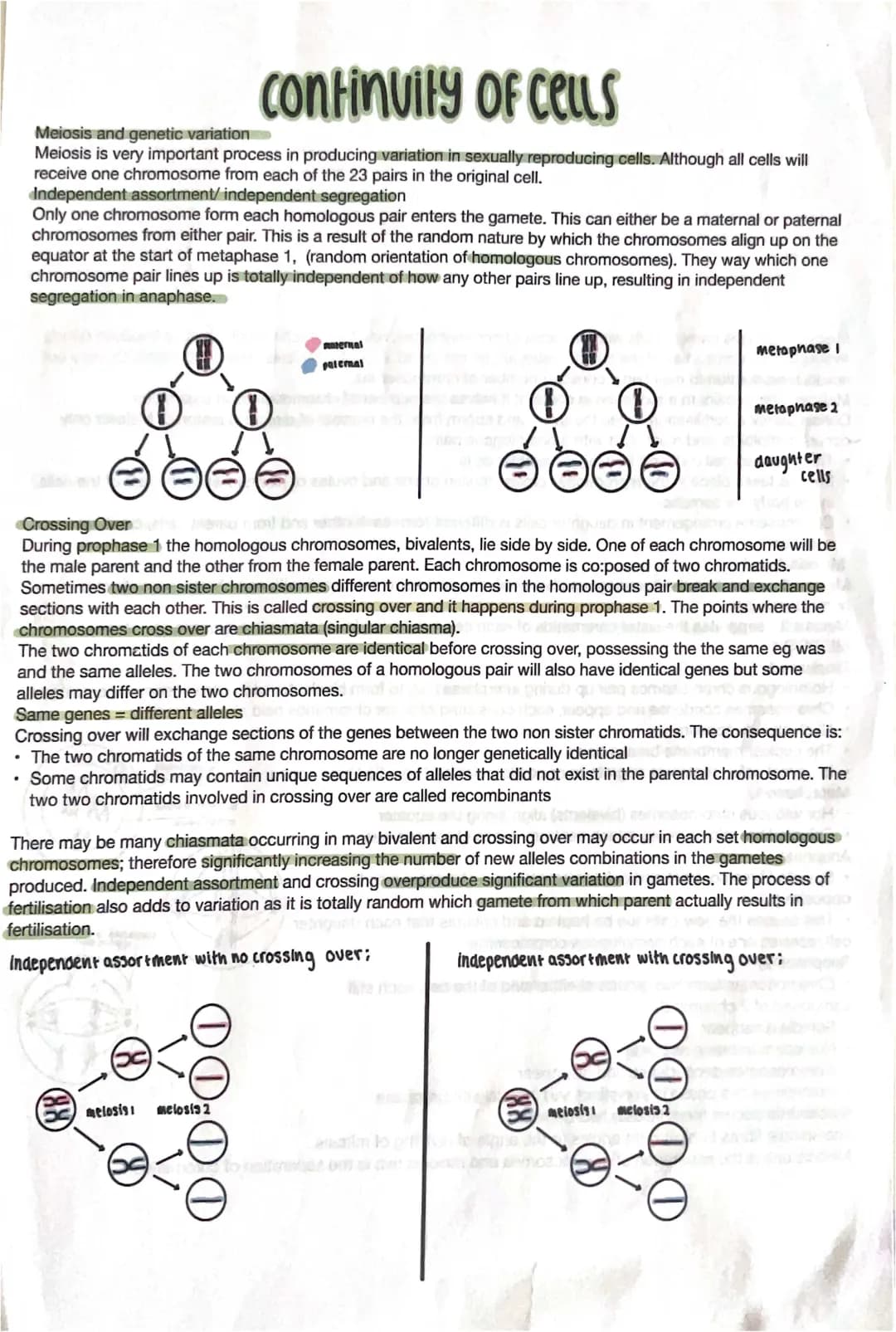 Fun Guide to Meiosis: How It Creates Genetic Variation