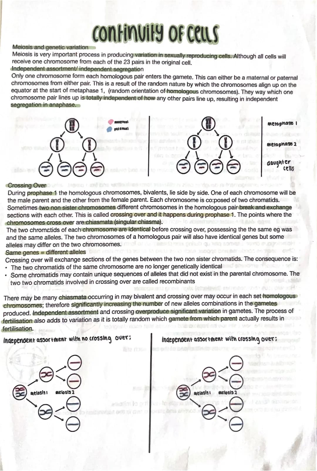 Continuity of Cells
Meiosis and genetic variation
Meiosis is very important process in producing variation in sexually reproducing cells. Al