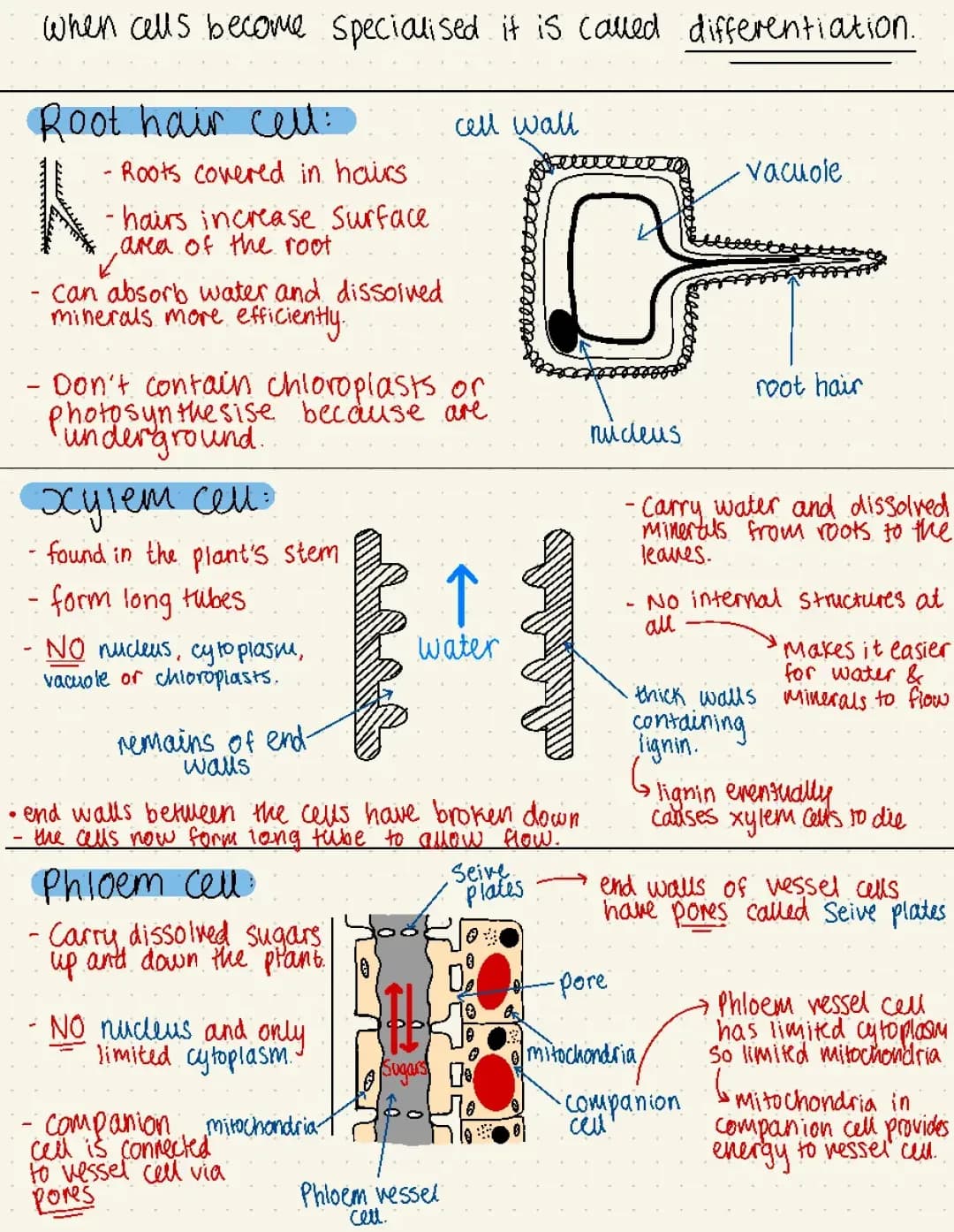 Learn About Root Hair Cells and Xylem & Phloem Functions