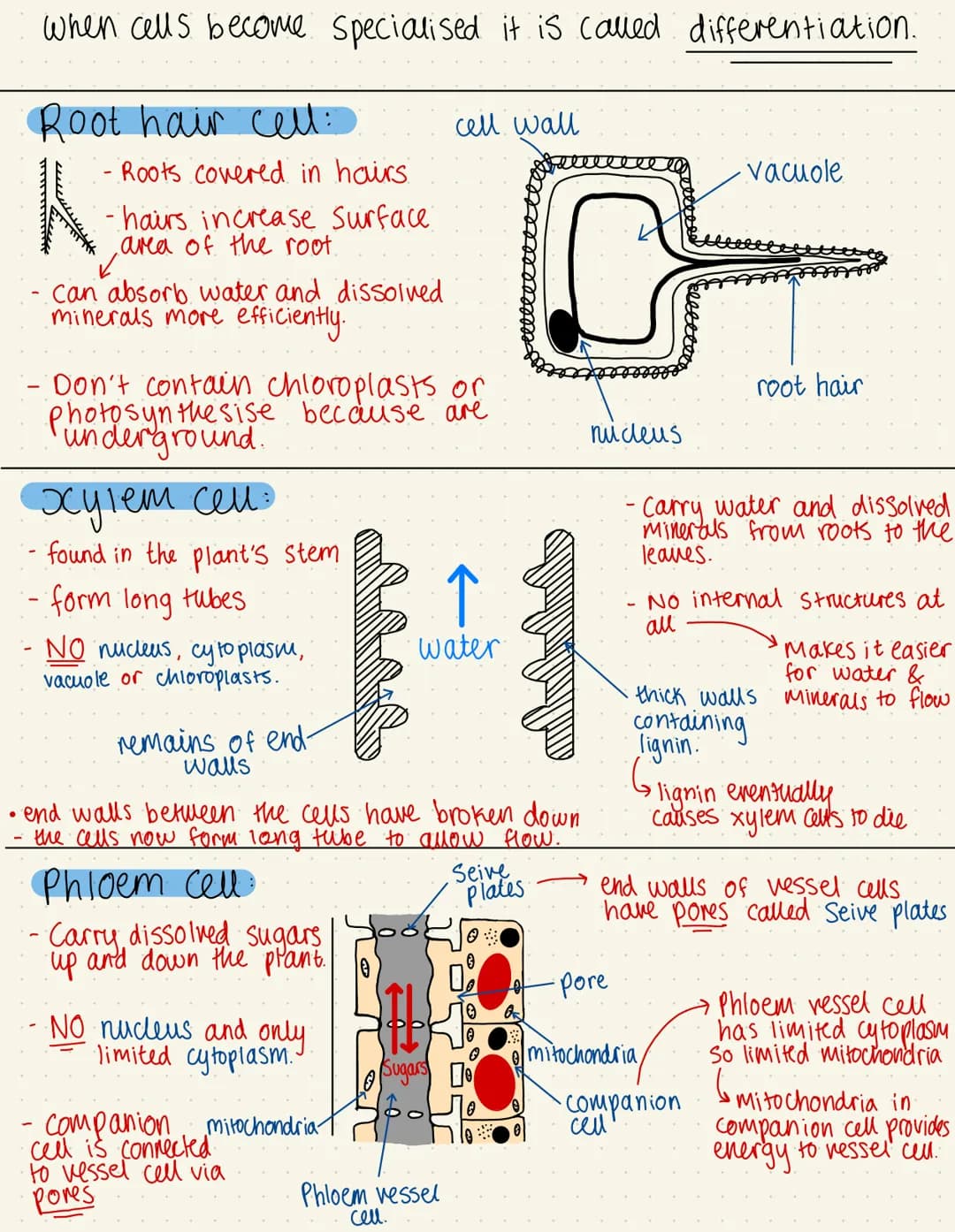●
when cells become specialised it is called differentiation.
• Root hair cell:
- Roots covered in hairs
-hairs increase Surface
area of the