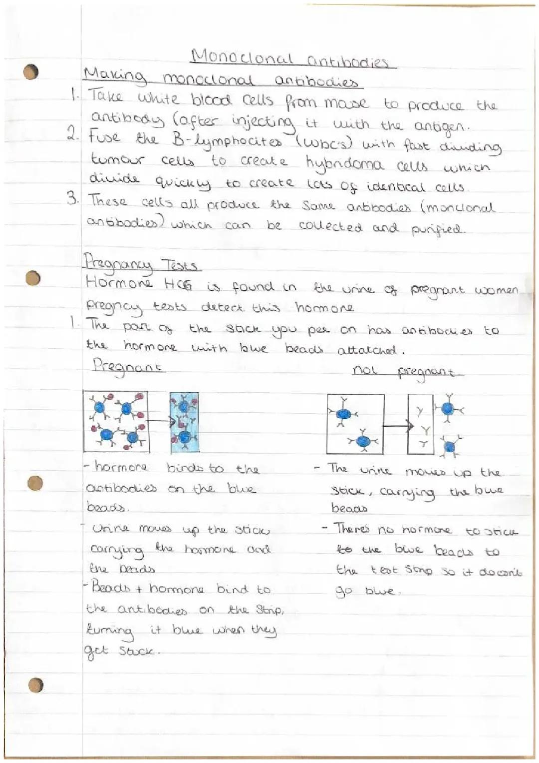 Monoclonal antibodies