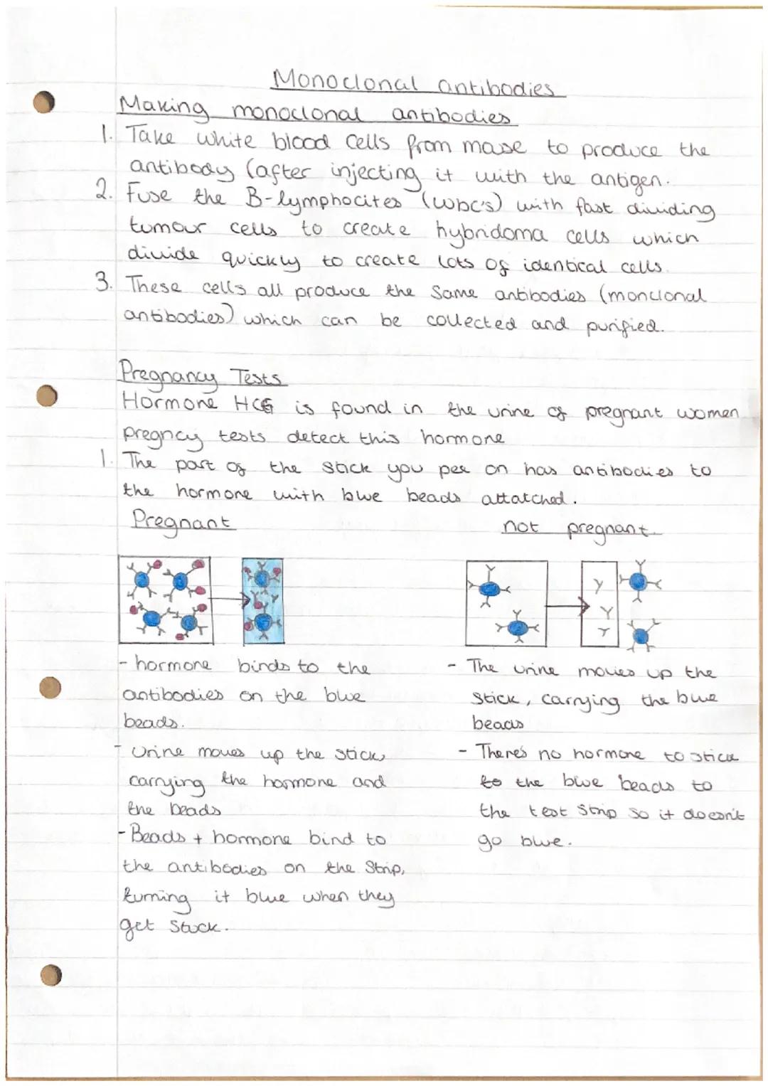 Monoclonal antibodies
Making monoclonal
antibodies
1. Take white blood cells from mose to produce the
antibody (after injecting it with the 