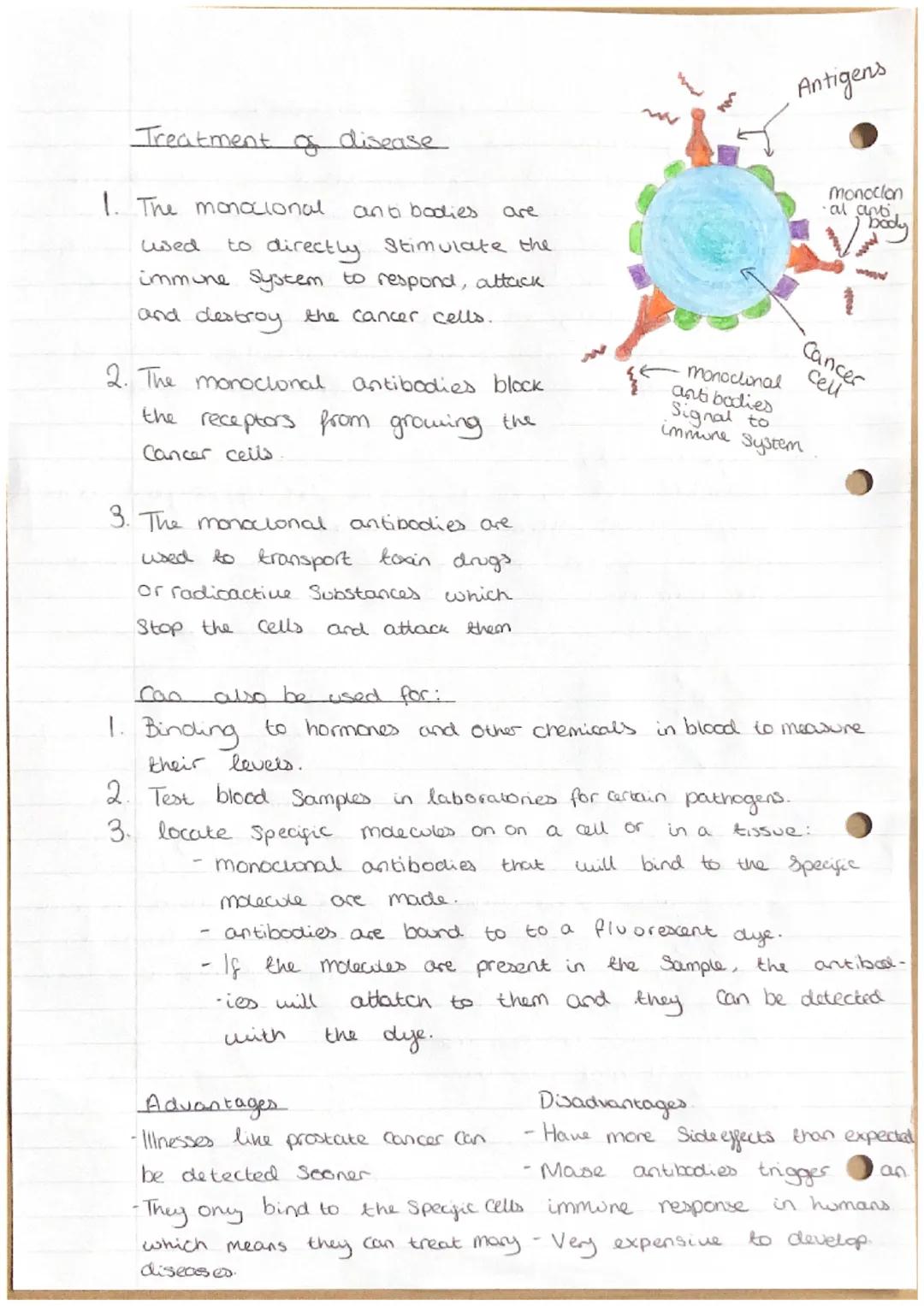 Monoclonal antibodies
Making monoclonal
antibodies
1. Take white blood cells from mose to produce the
antibody (after injecting it with the 