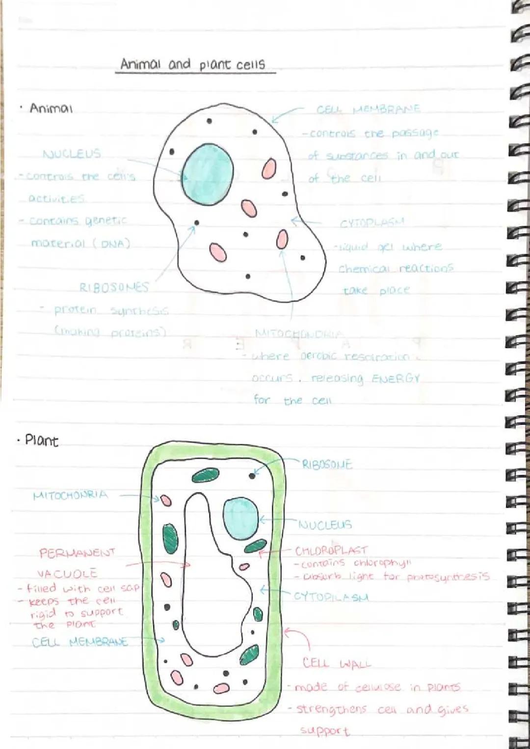 Animal and Plant cells & Eukaryotic and Prokaryotic cells