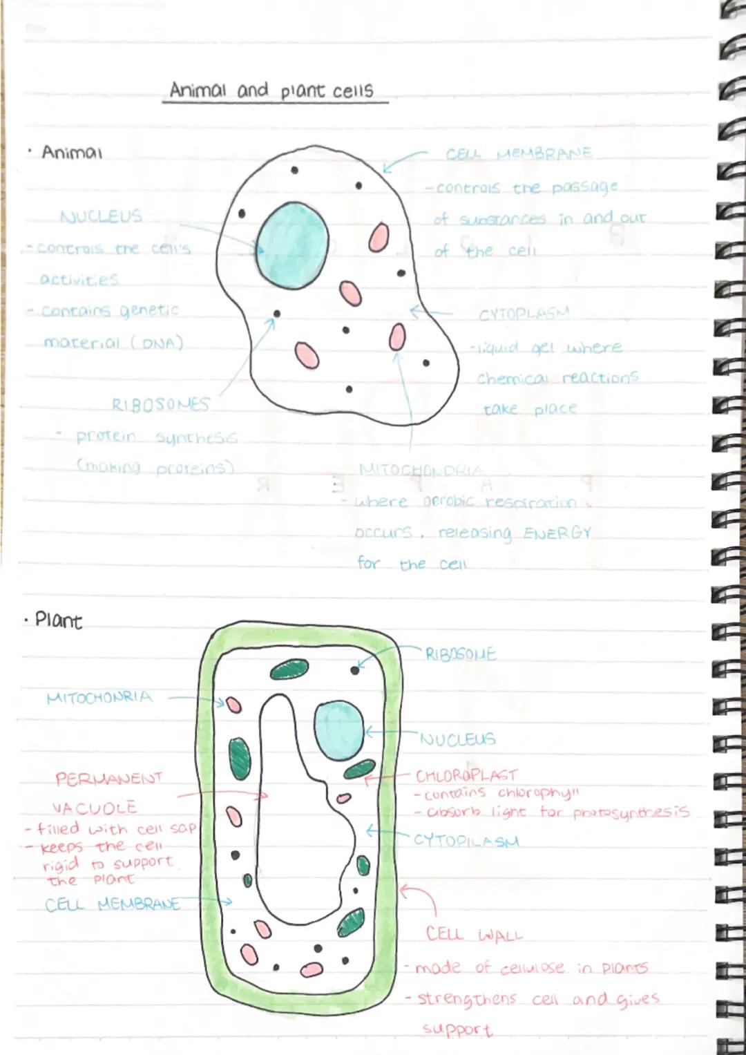 .
Animal
NUCLEUS
- controis the cell's
activities
- contains genetic.
material (DNA)
Animal and plant cells
• Plant
RIBOSONES
protein synthe