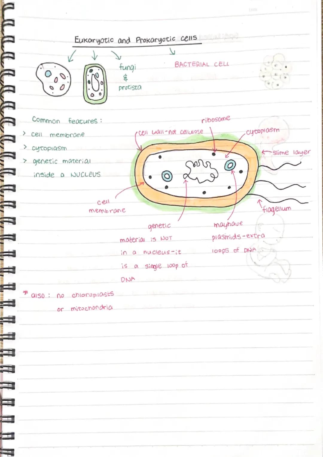 .
Animal
NUCLEUS
- controis the cell's
activities
- contains genetic.
material (DNA)
Animal and plant cells
• Plant
RIBOSONES
protein synthe