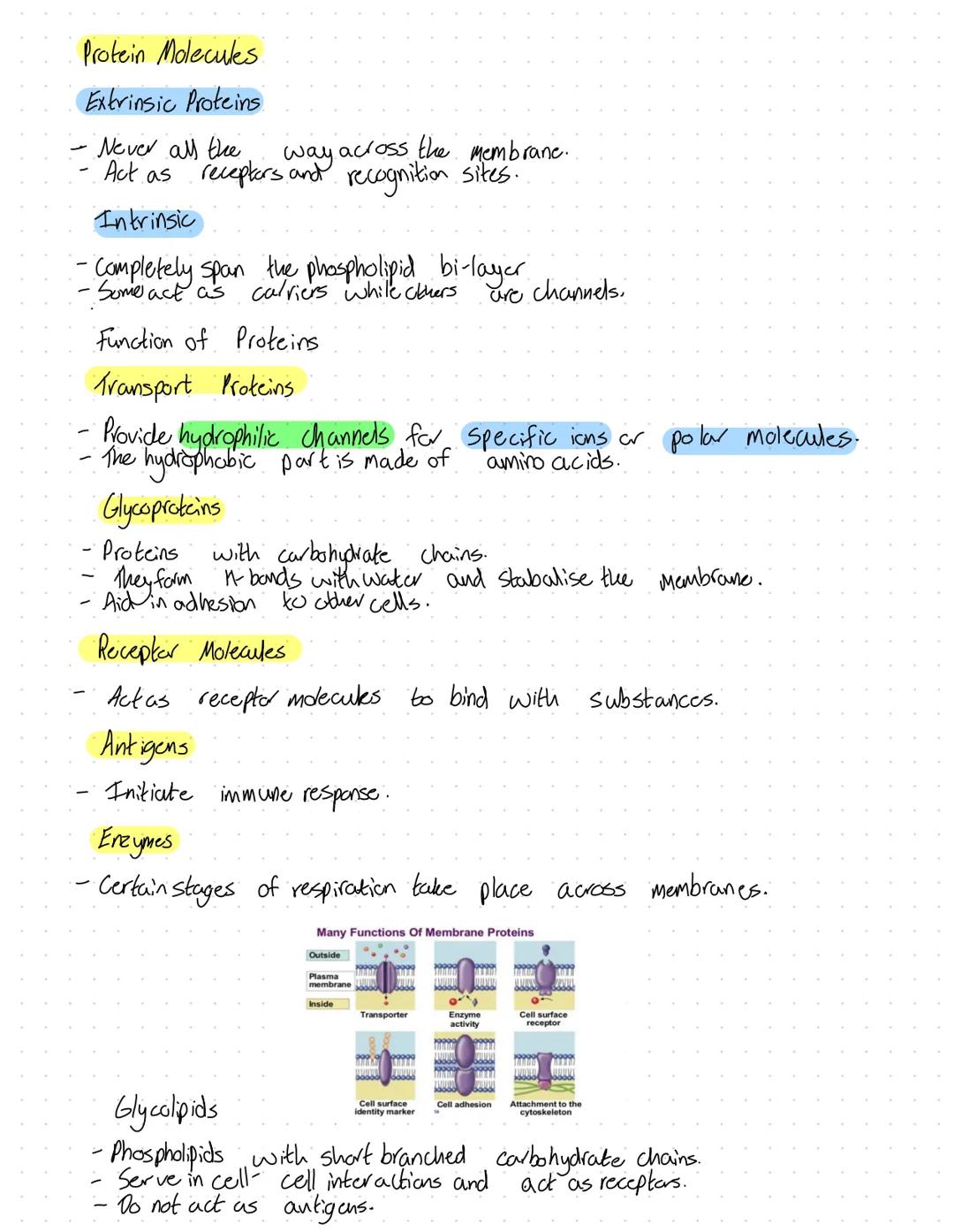 Membranes
Partially permeable
7nm thick.
- They are phospholipid bilayers.
Two membranes are an envelope.e.g mitochondria or chloroplasts.
-