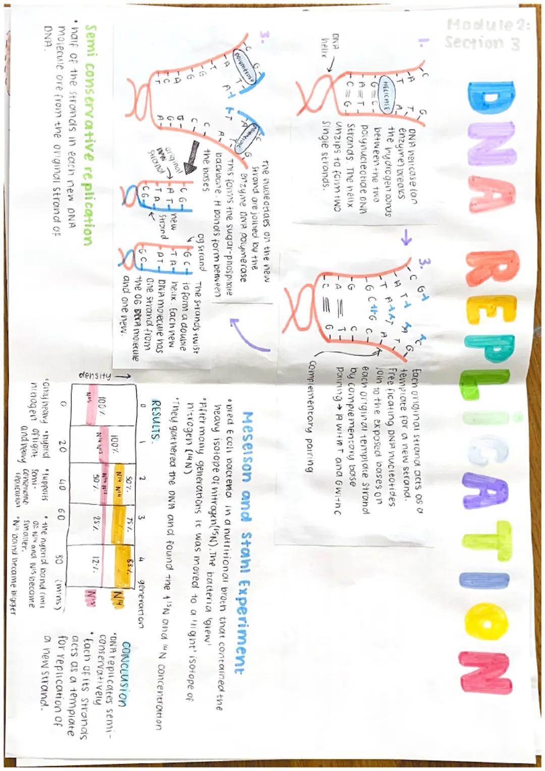 Module 2:
Section 3
nucleuic
DNA deoxyribonucleic acid
There are 4 bases:
Ademine Thymine
phaspise Cytosine = Guanine
decxyribose
Sugar
base