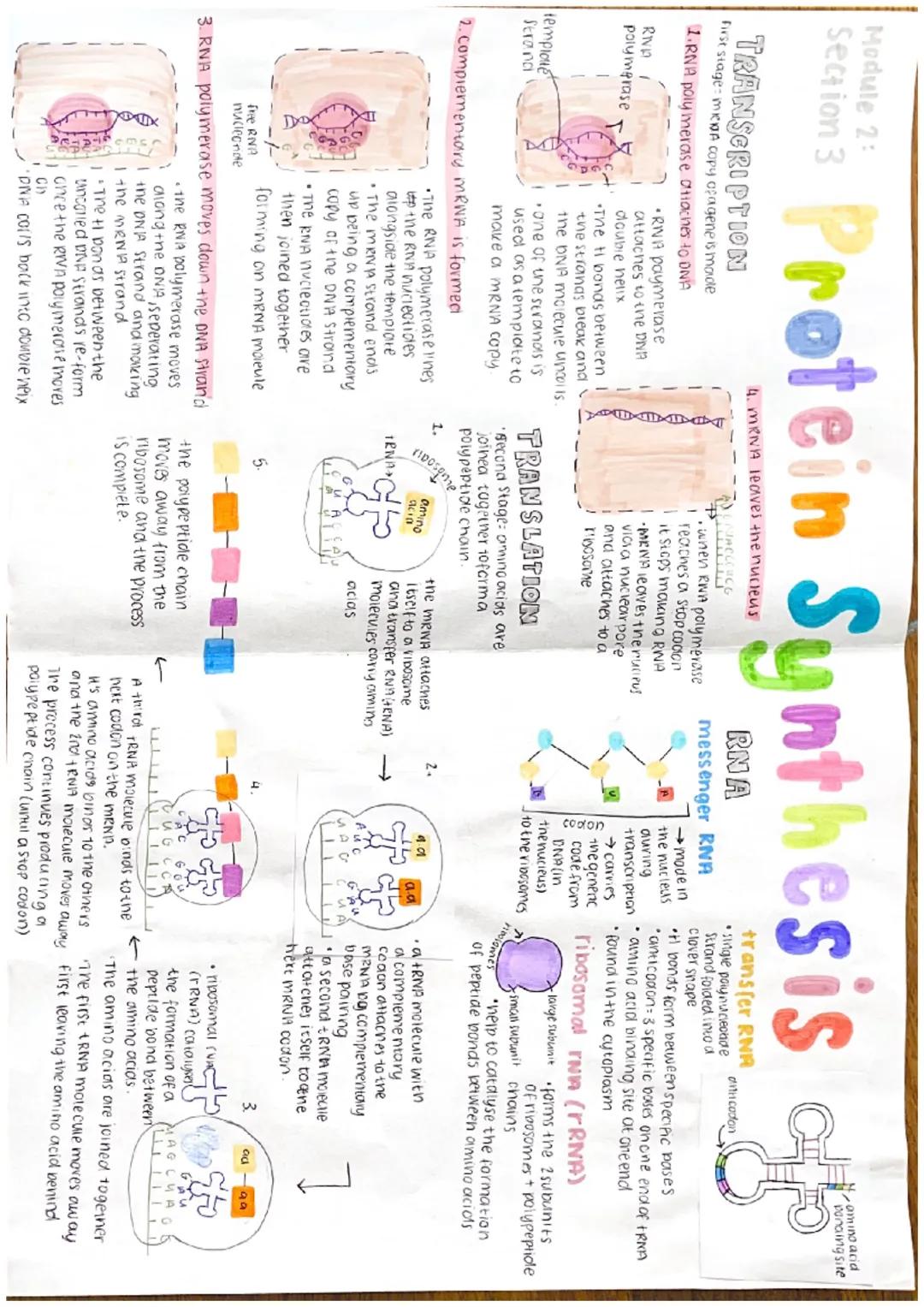 Module 2:
Section 3
nucleuic
DNA deoxyribonucleic acid
There are 4 bases:
Ademine Thymine
phaspise Cytosine = Guanine
decxyribose
Sugar
base