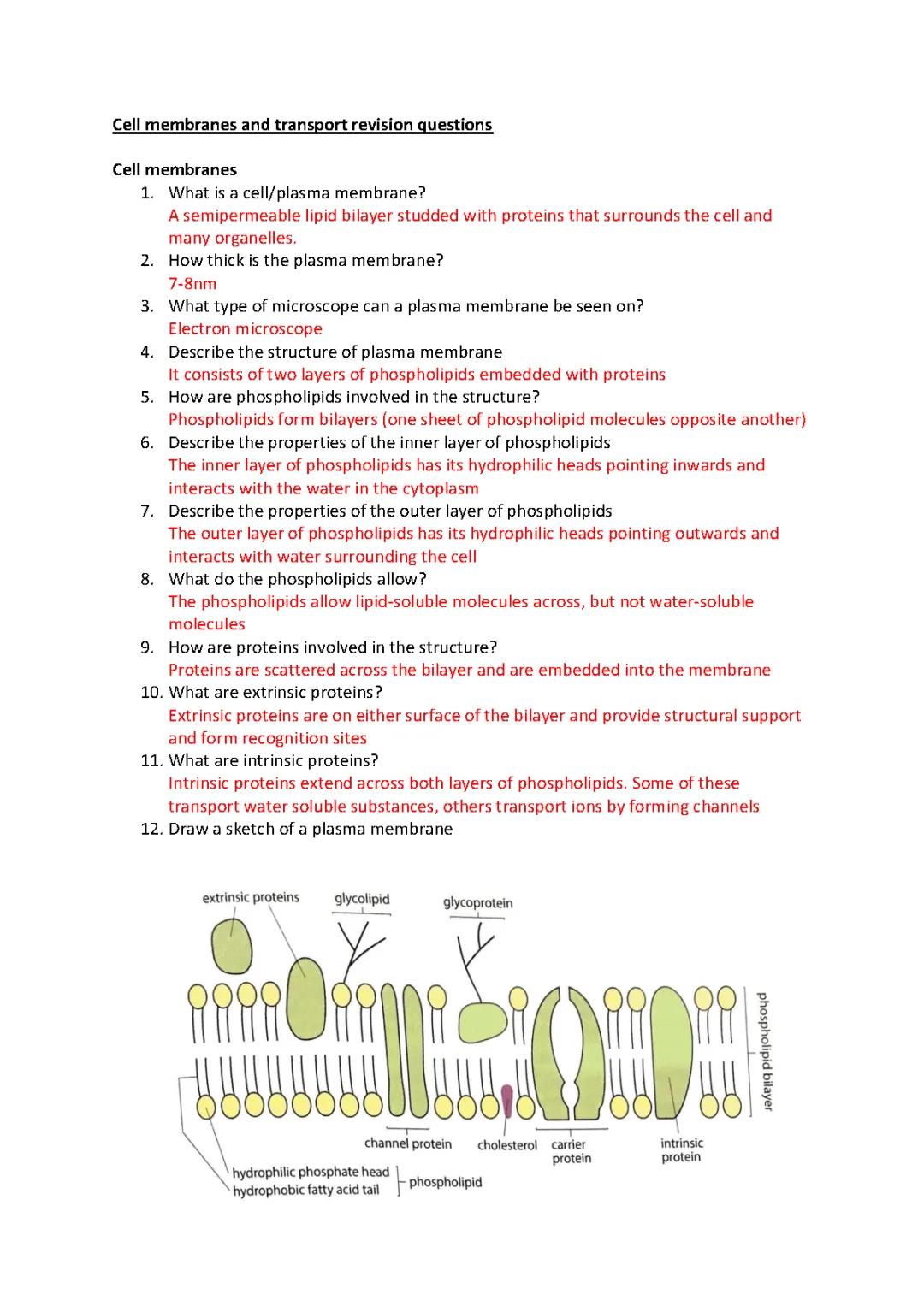 Cell Membranes and Transport Revision Questions