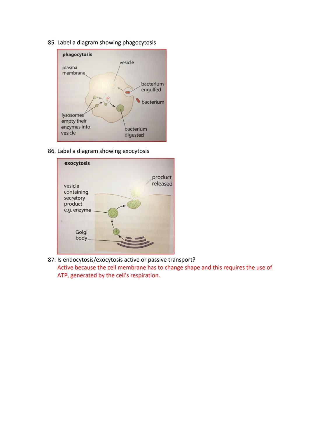 Cell membranes and transport revision questions
Cell membranes
1. What is a cell/plasma membrane?
A semipermeable lipid bilayer studded with