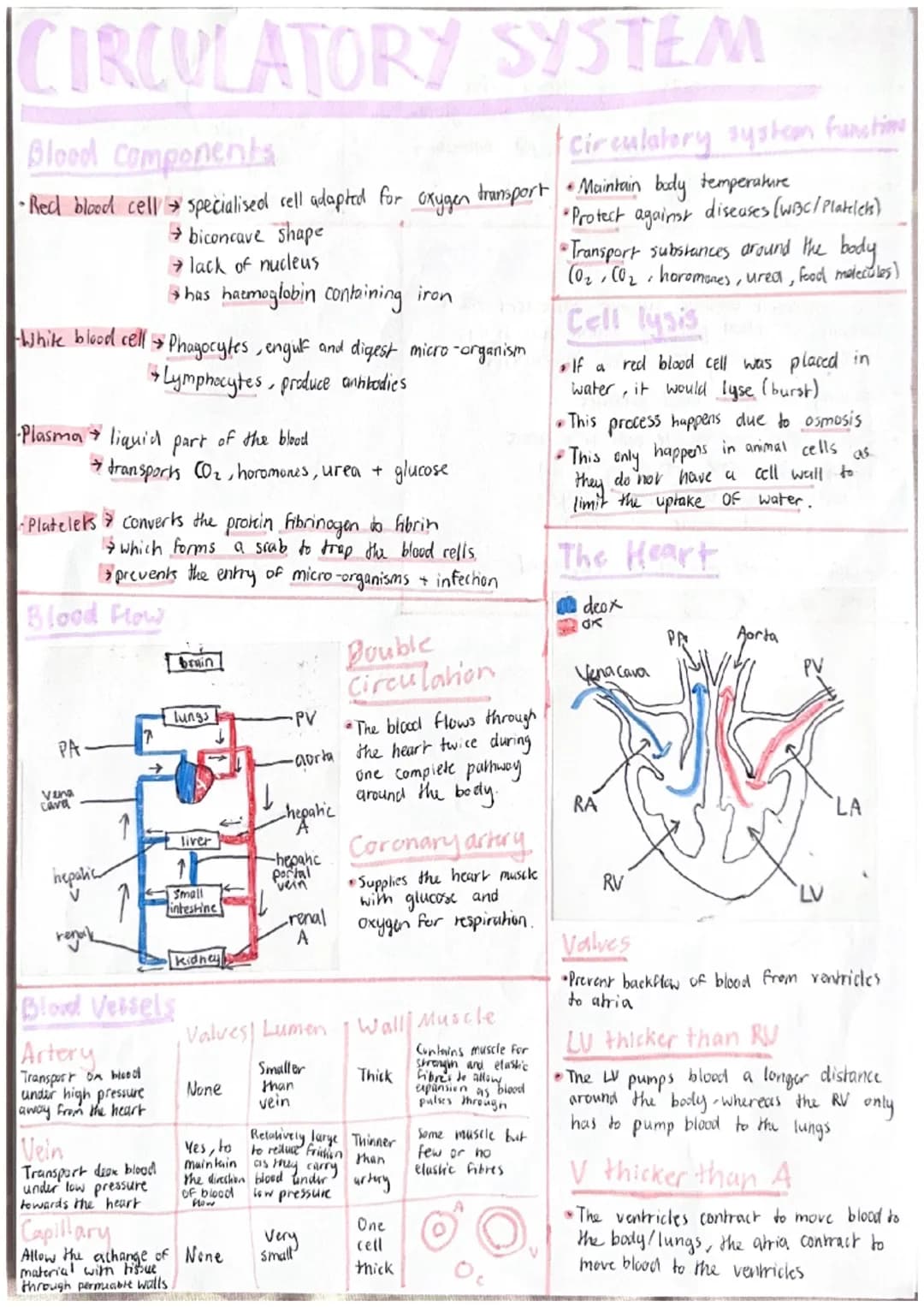 CIRCULATORY SYSTEM
Blood Components
Circulatory system functio
•Red blood cell specialised sell adapted for oxygen transport •Maintain body 