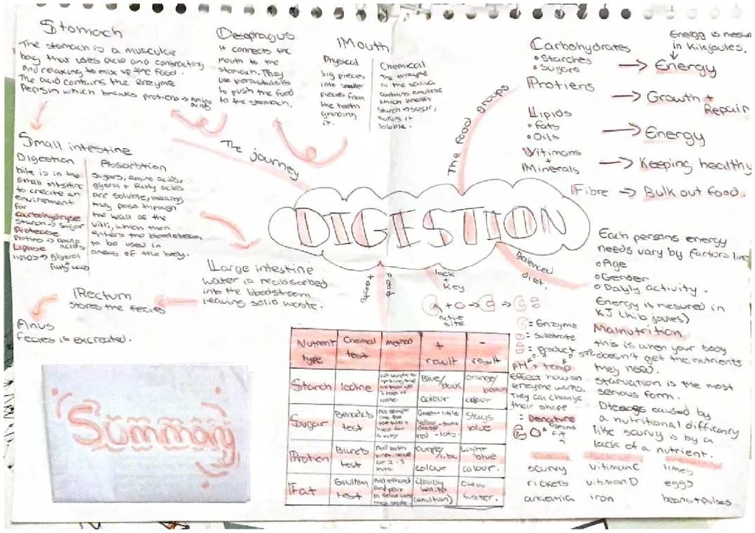 Fun Digestive System Study Notes for Year 8: Learn with PDF and BBC Bitesize