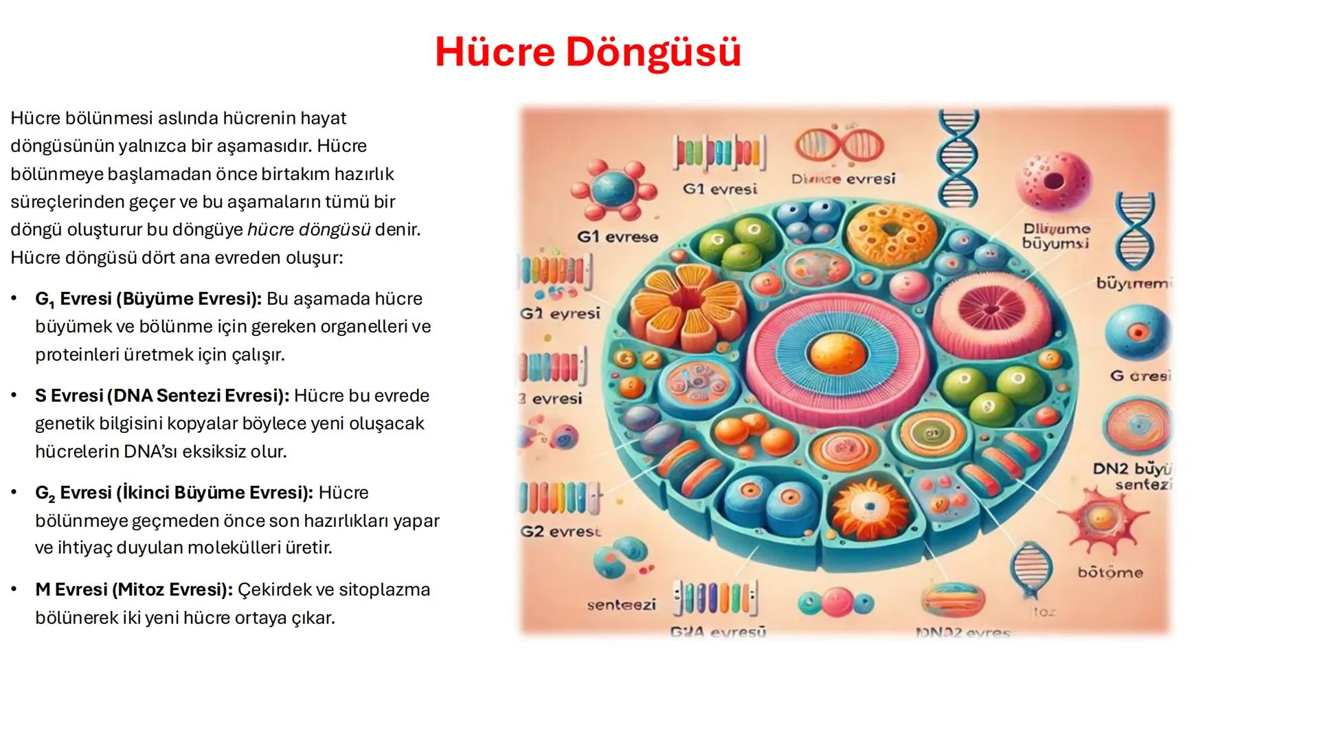 # Hücrede
# Bölünme ve
# Üreme

Knowunity; powerlifter83 # Giriş

- Canlılar yaşamlarını sürdürebilmek,
büyüyebilmek ve türlerini devam etti