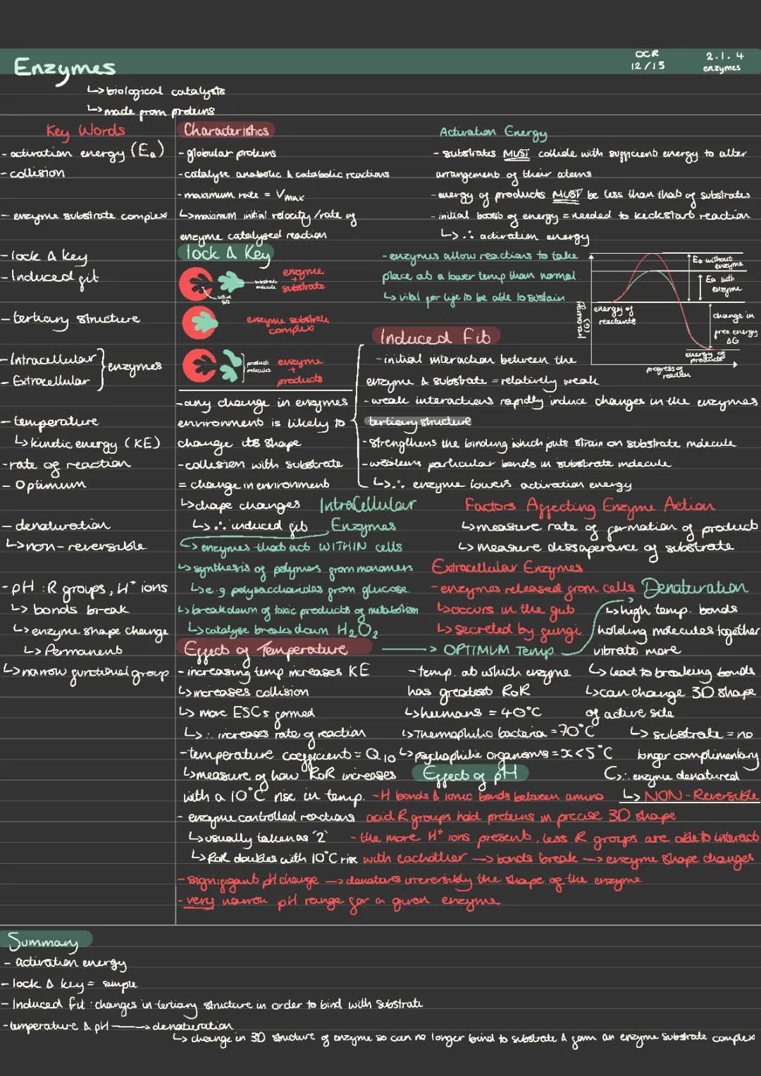 A-Level Biology Enzymes OCR Notes PDF - Easy Exam Questions & Answers