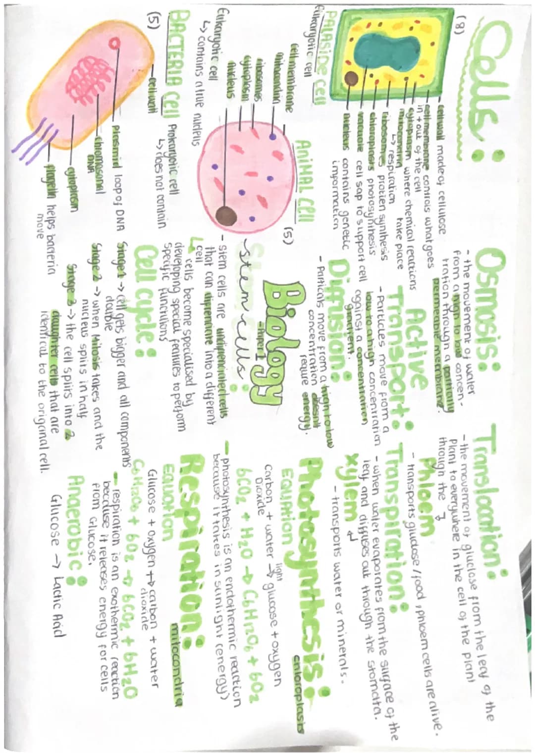 Sells:
(8)
PALASIDE cell
Filkaryotic cell
Osmosis:
- the movement of water
from a nigh to low concen-
tration through a partially
permeable 