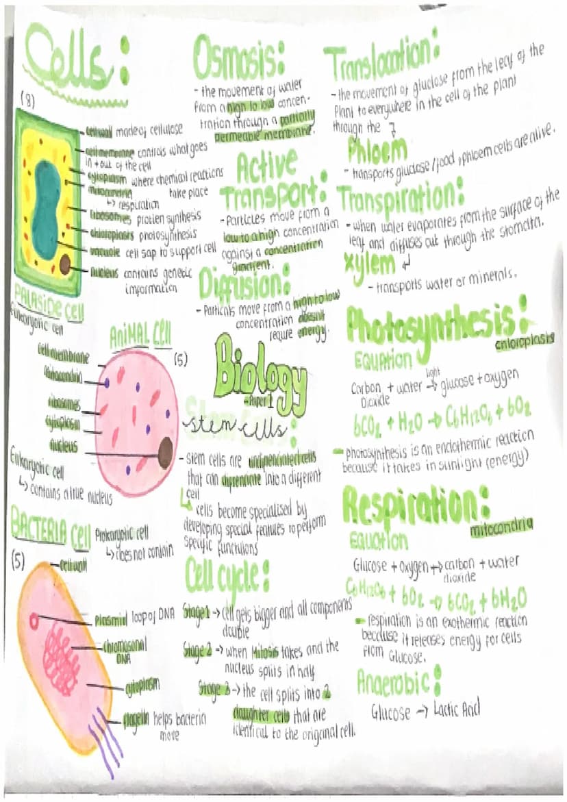 Sells:
(8)
PALASIDE cell
Filkaryotic cell
Osmosis:
- the movement of water
from a nigh to low concen-
tration through a partially
permeable 