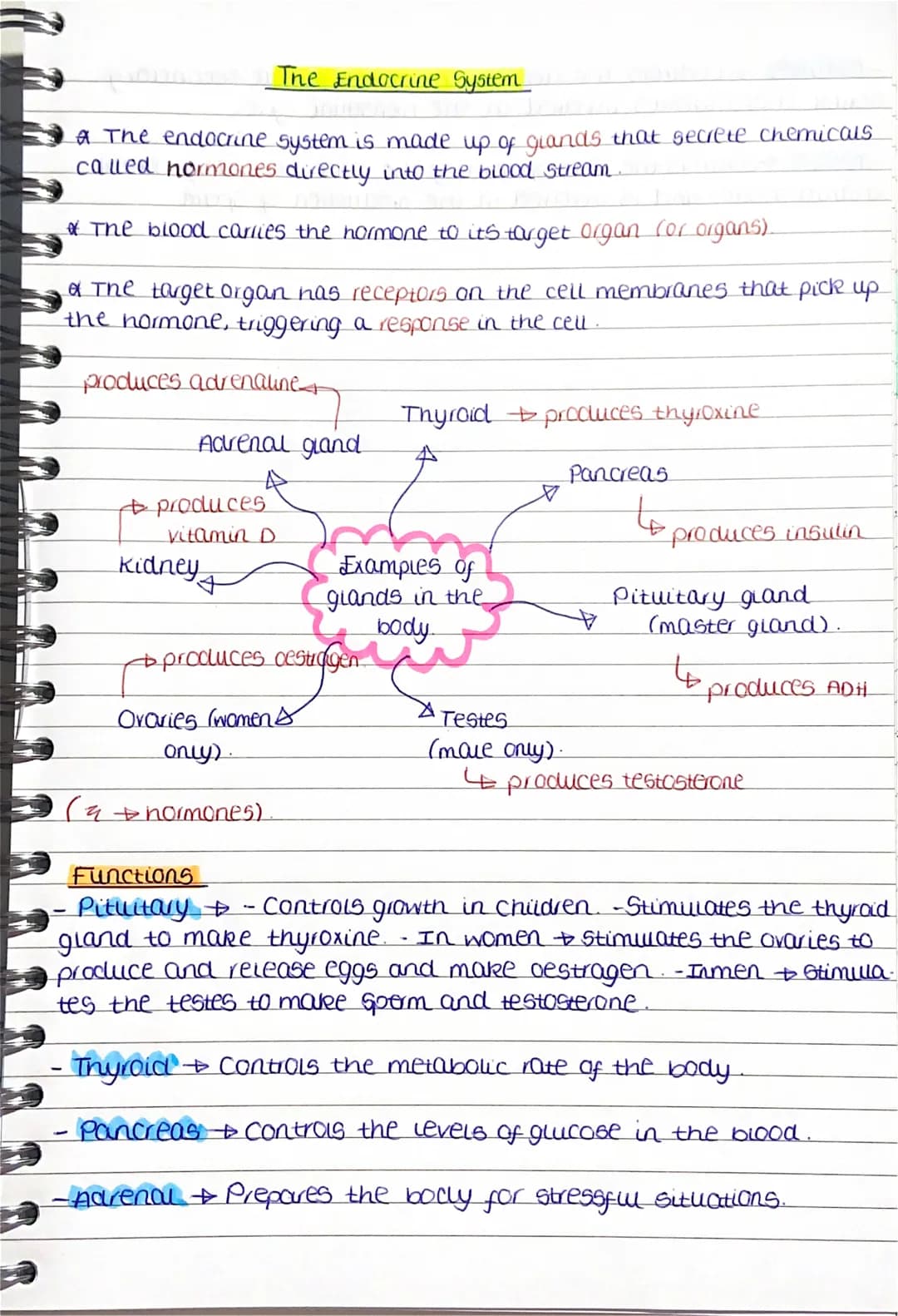 The Endocrine System
* The endocrine system is made up of glands that secrete chemicals
called normones directly into the blood stream.
* Th