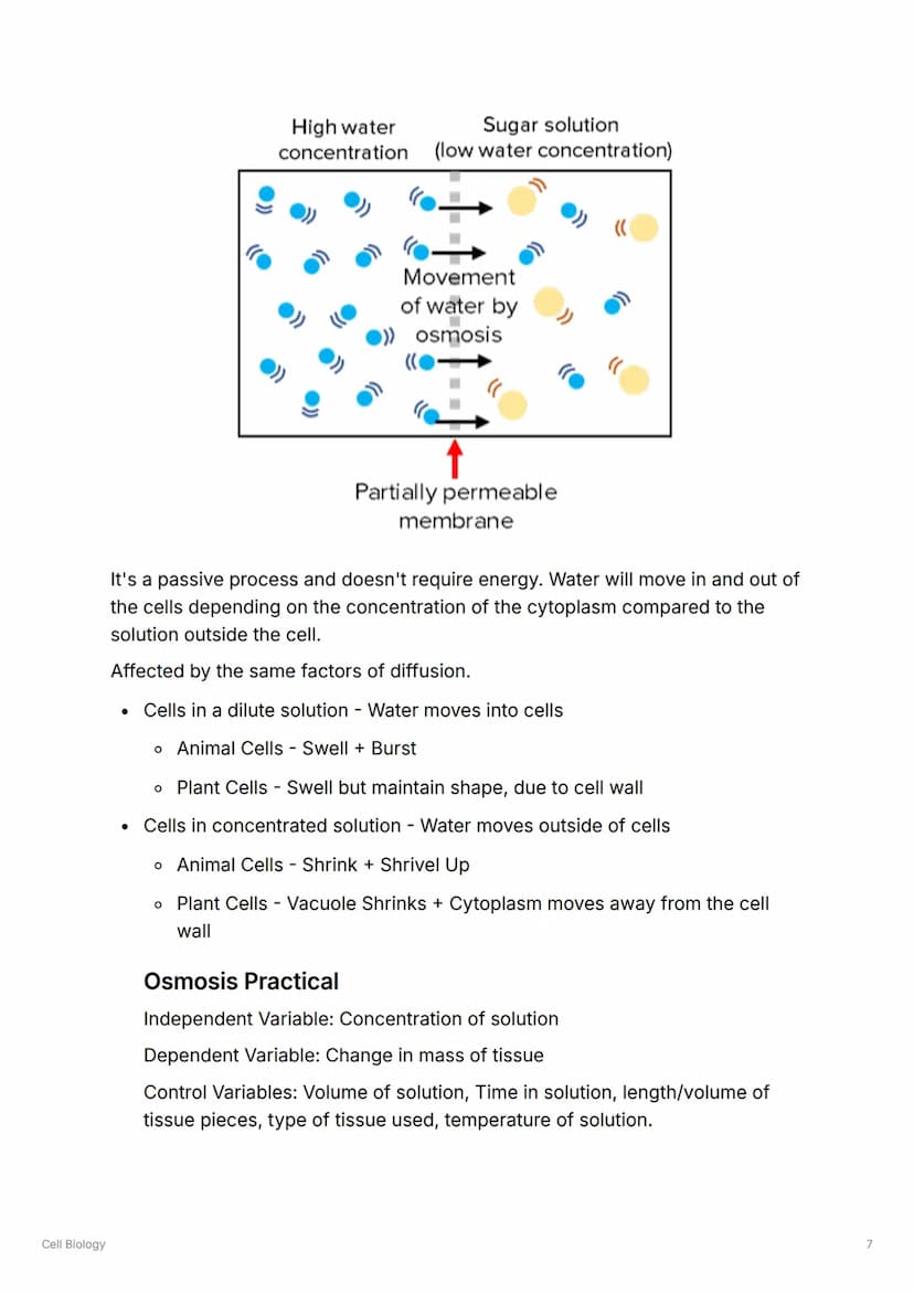 Cell Biology
S
Cell Biology
Cell Types
Animal Cells
Contains: Nucleus, Cell Membrane, Cytoplasm, Ribosomes, Mitochondria
▼Functions of Conte