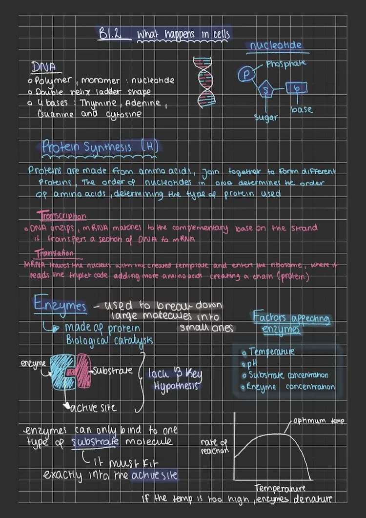 Know B1.2 what happens in cells  thumbnail