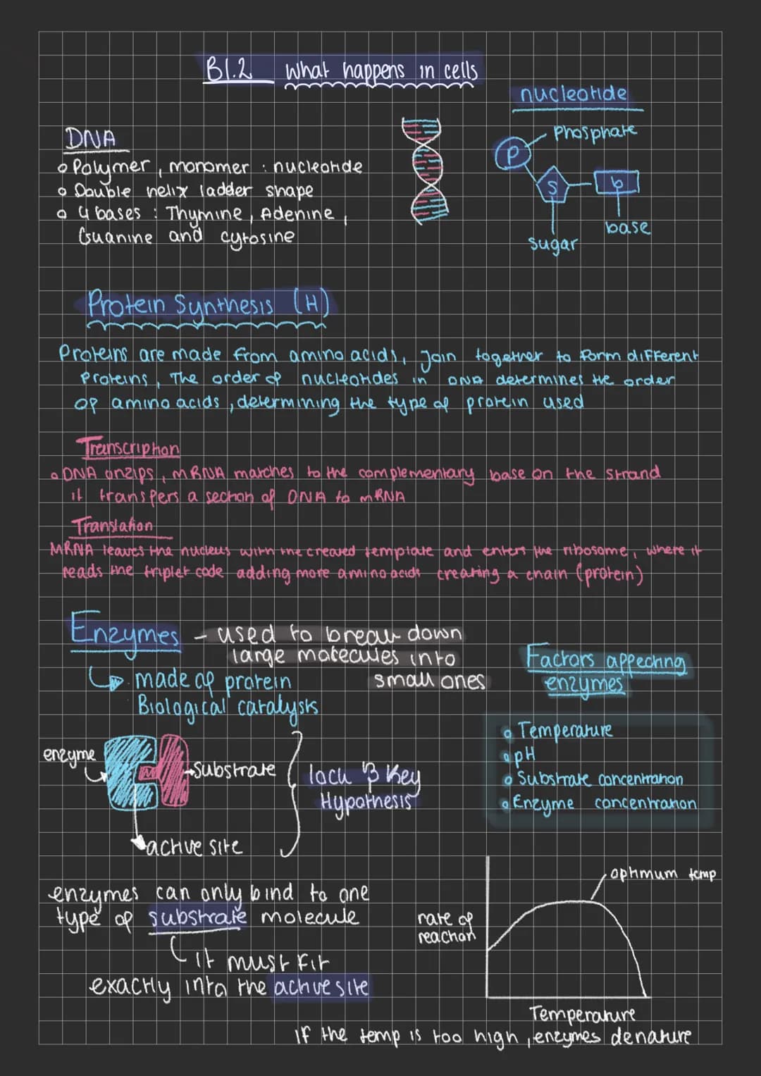 B1.2
DNA
O
Polymer, monomer
• Double helix ladder shape
• 4 bases: Thymine, Adenine
Guanine and cytosine
What happens in cells
nucleotide
en