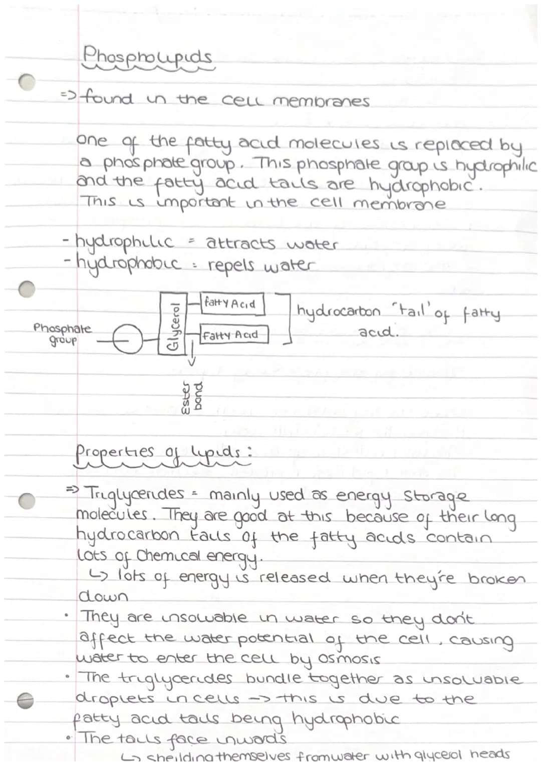 1.3 Lipids
What are lipids made from?
They are made from a variety of different.
Components but they all contain hydrocarbons
•There are two