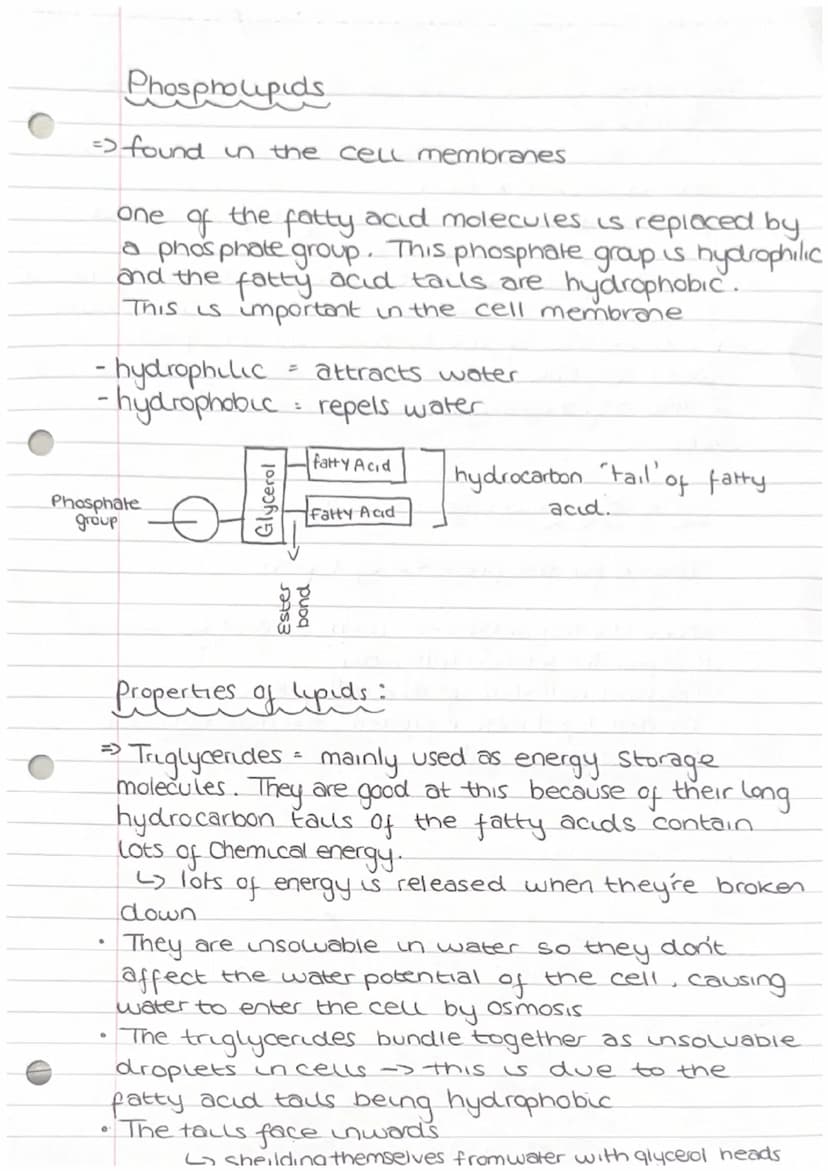 1.3 Lipids
What are lipids made from?
They are made from a variety of different.
Components but they all contain hydrocarbons
•There are two