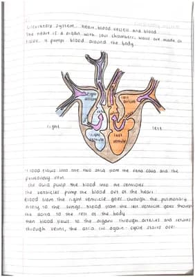 Know The circulatory system -B1 thumbnail
