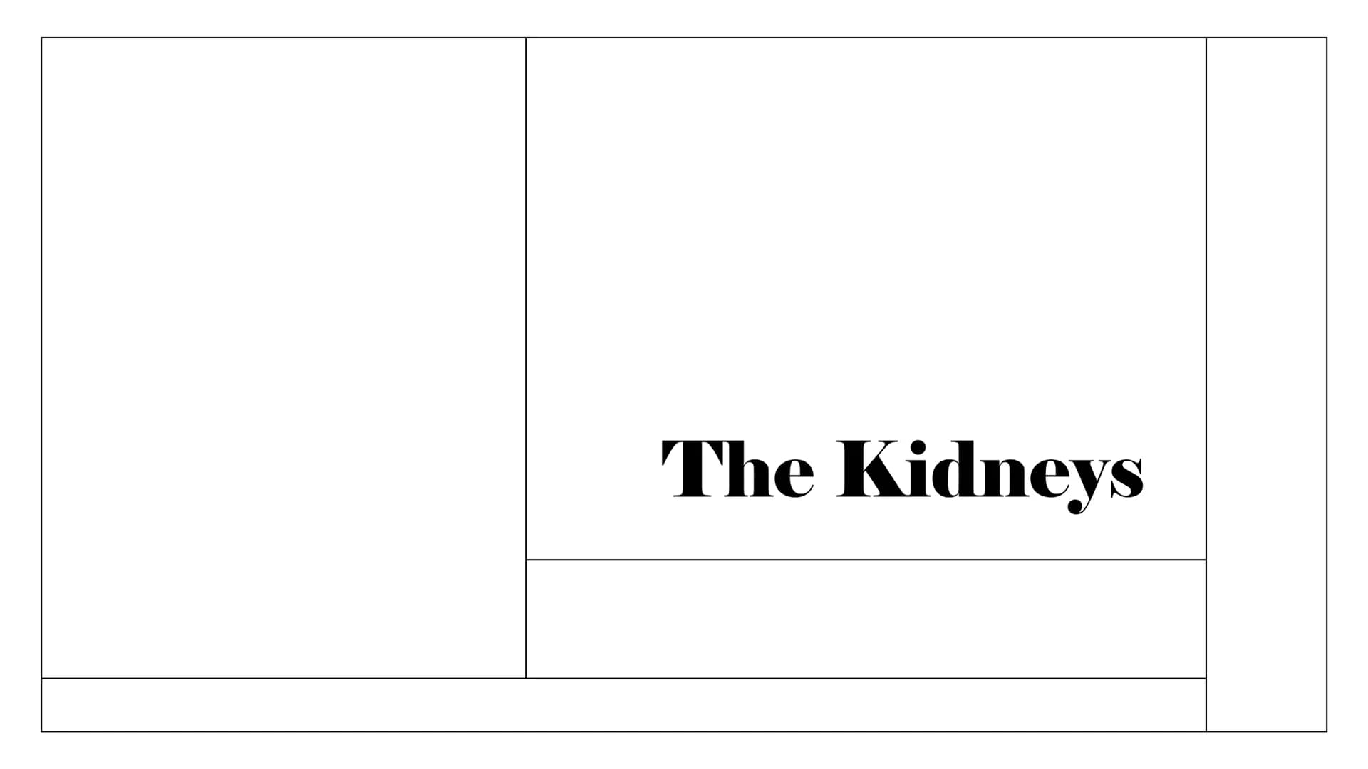 The Kidneys Functions
Remove waste/excess
substances from the blood
to be excreted as urine
These substances include
excessions and water, a