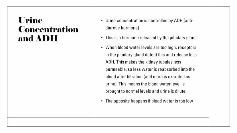 The Kidneys Functions
Remove waste/excess
substances from the blood
to be excreted as urine
These substances include
excessions and water, a