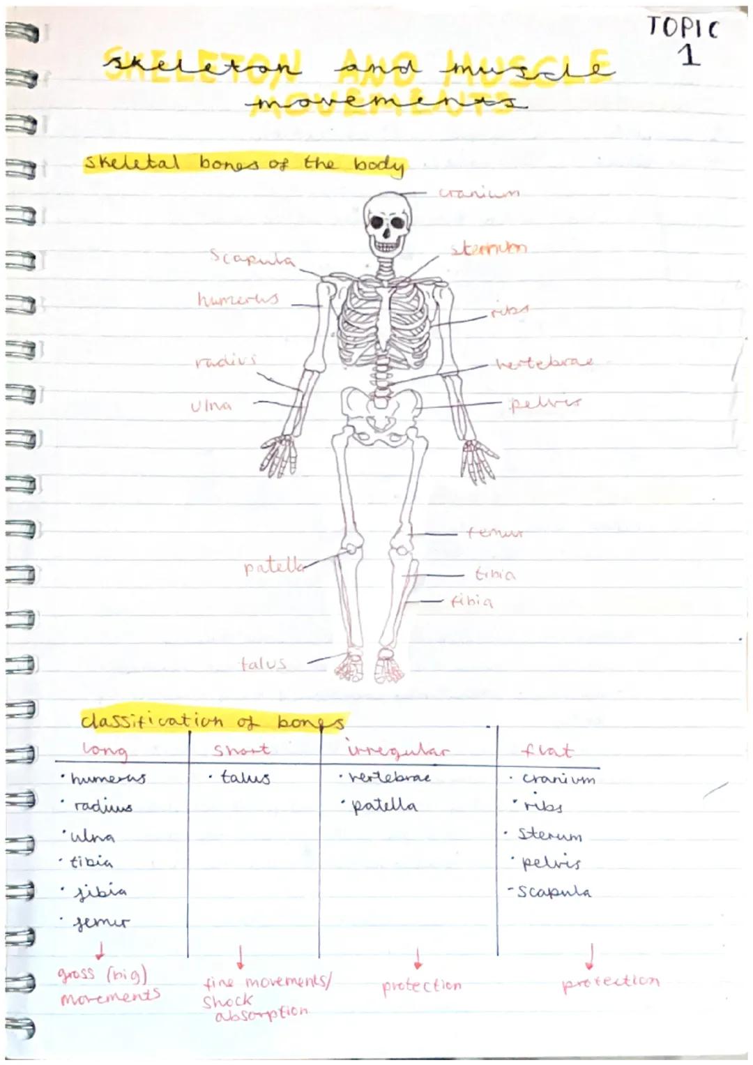 # skeleton and musле
movemen
TOPIC
1

Skeletal bones of the body

Scapula
humerus
radius
Ulna
cranium

steenven

hertebrae
pelvis

patelle
f