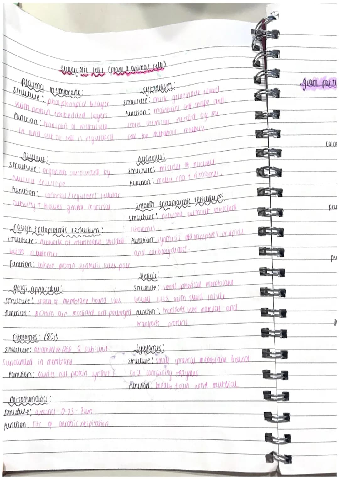Biology Unit 1 Revision
Sell twent
• they are found in all
ง
living organismi, me
B1 cell structure
+ function
fundamental unit of structure