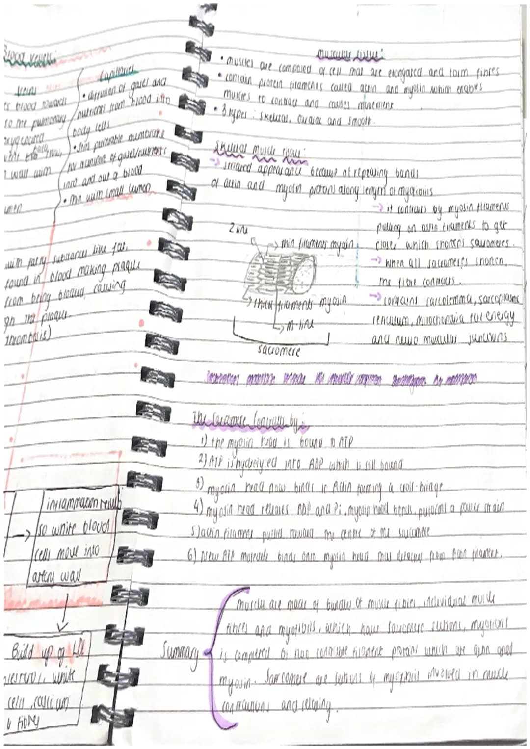 Biology Unit 1 Revision
Sell twent
• they are found in all
ง
living organismi, me
B1 cell structure
+ function
fundamental unit of structure